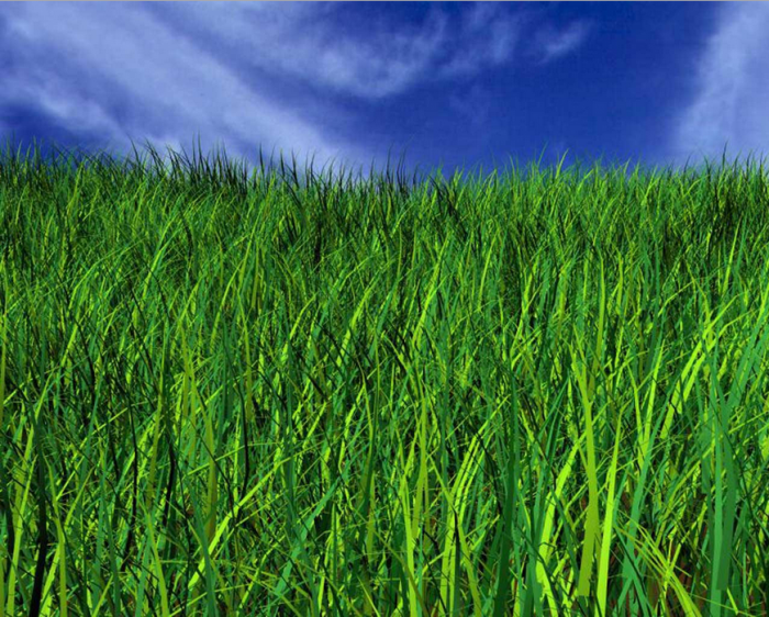 Lawn Mowing Melbourne